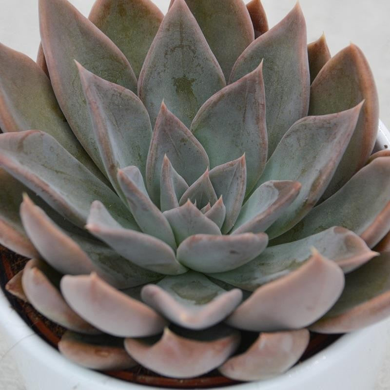 Echeveria Silver Queen - 10.5cm
