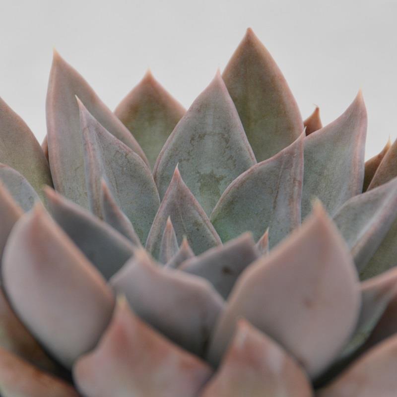 Echeveria Silver Queen - 10.5cm