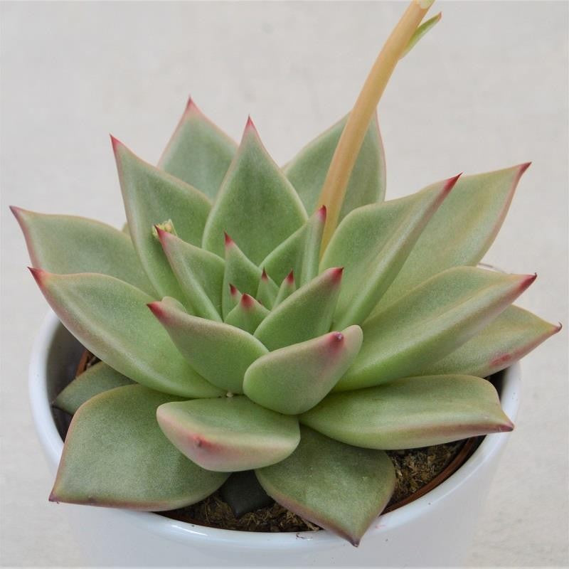 Echeveria agavoides Sirius - 10.5cm