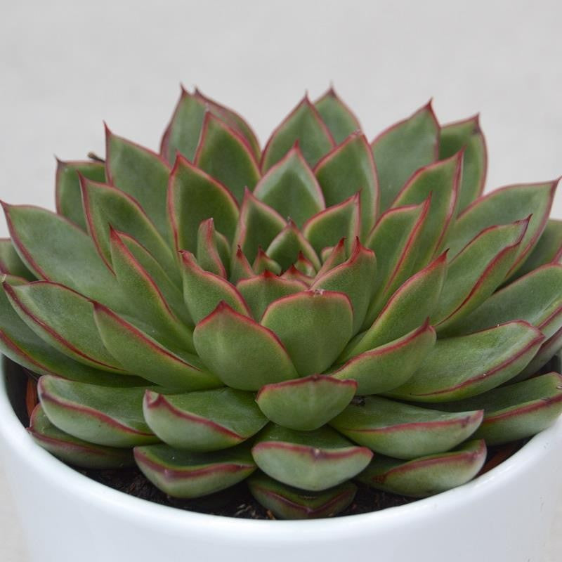 Echeveria Skat - 10.5cm