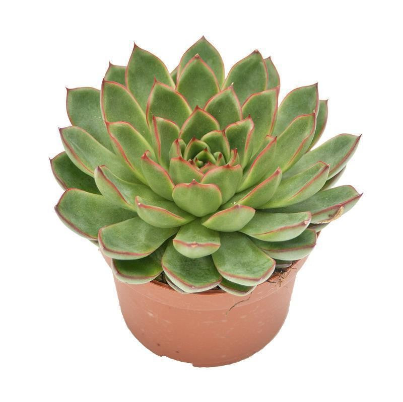 Echeveria Skat - 10.5cm