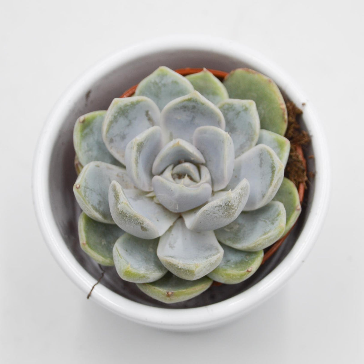 Echeveria Snow Bunny - 5.5cm