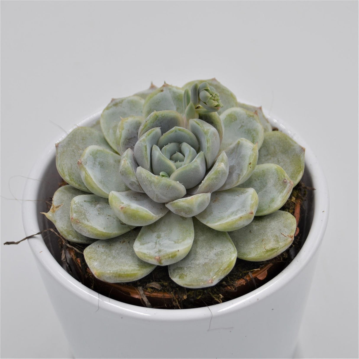 Echeveria Snow Bunny - 8.5cm