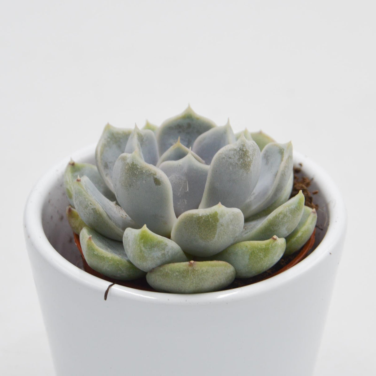 Echeveria Snow Bunny - 5,5cm