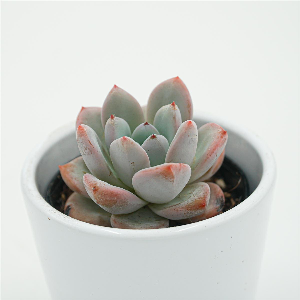 Echeveria Snow Scene - 6cm