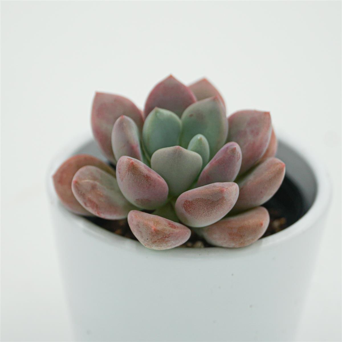 Echeveria Spotted Deer - 6cm
