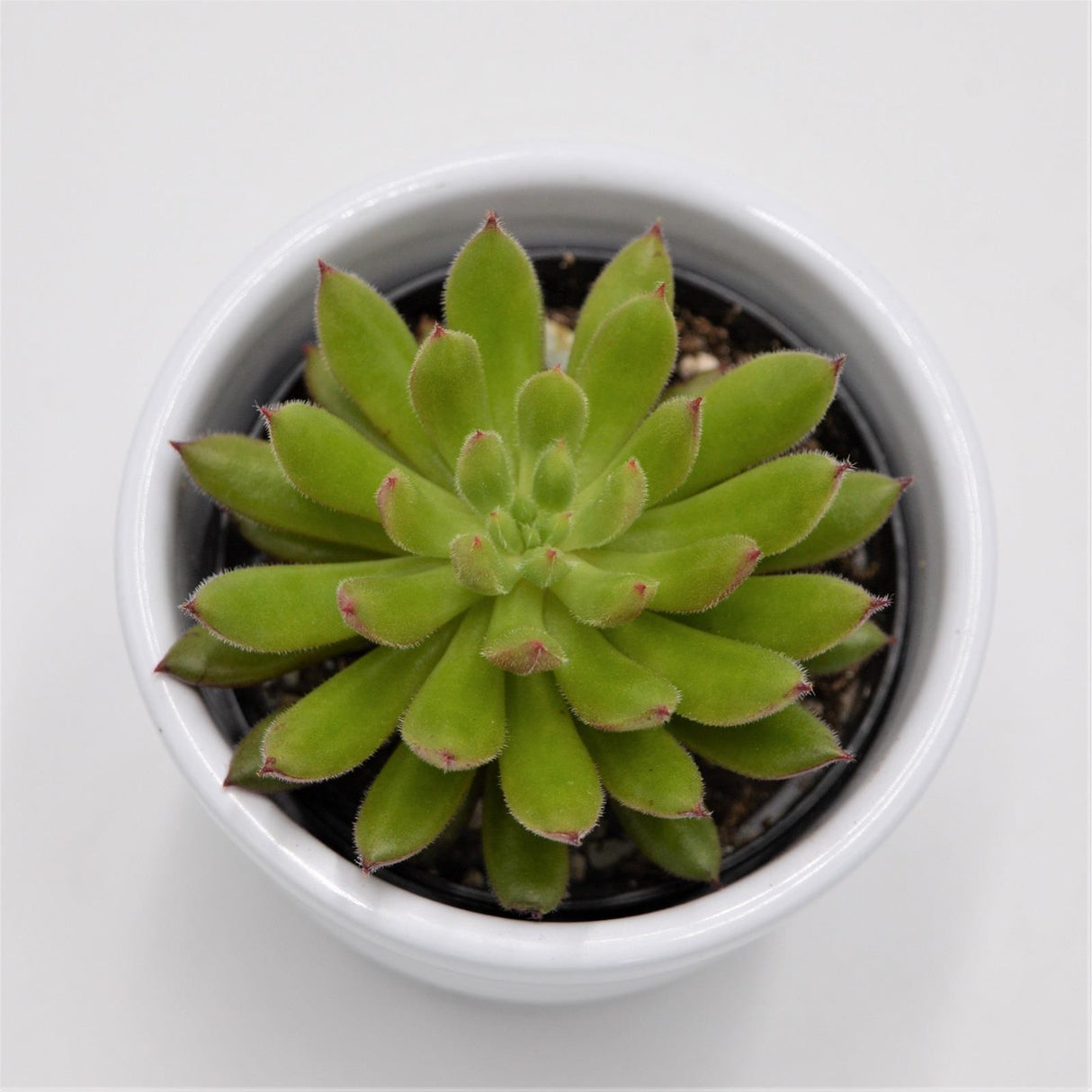Echeveria Spruce Oliver - 6cm