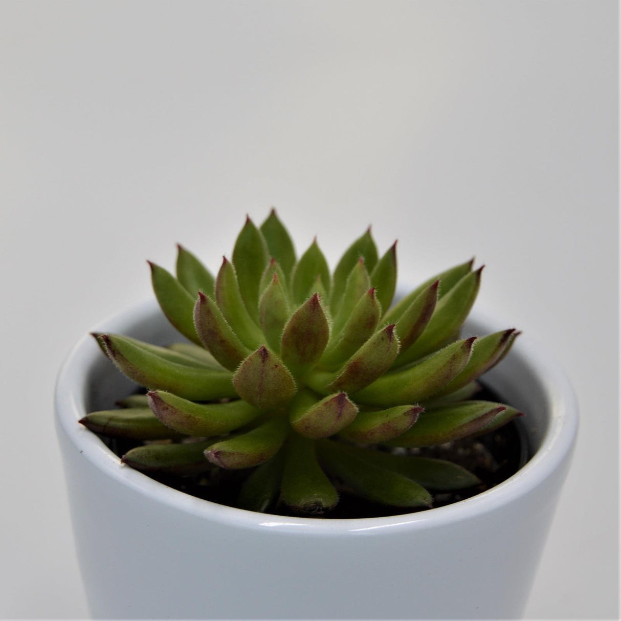 Echeveria Spruce Oliver - 6cm