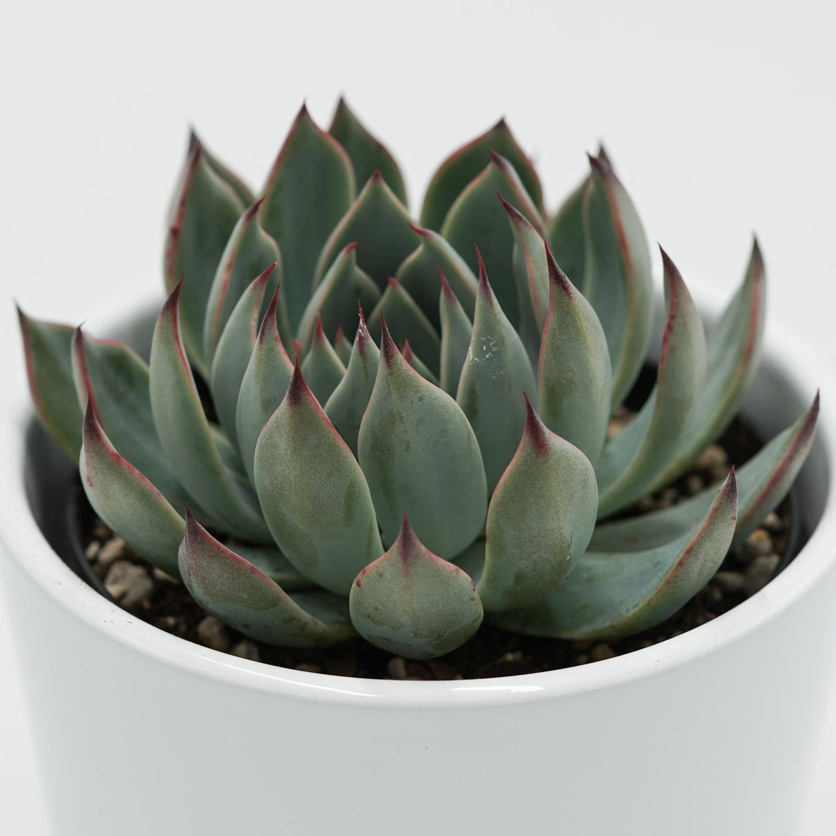 Echeveria subalpina - 9cm