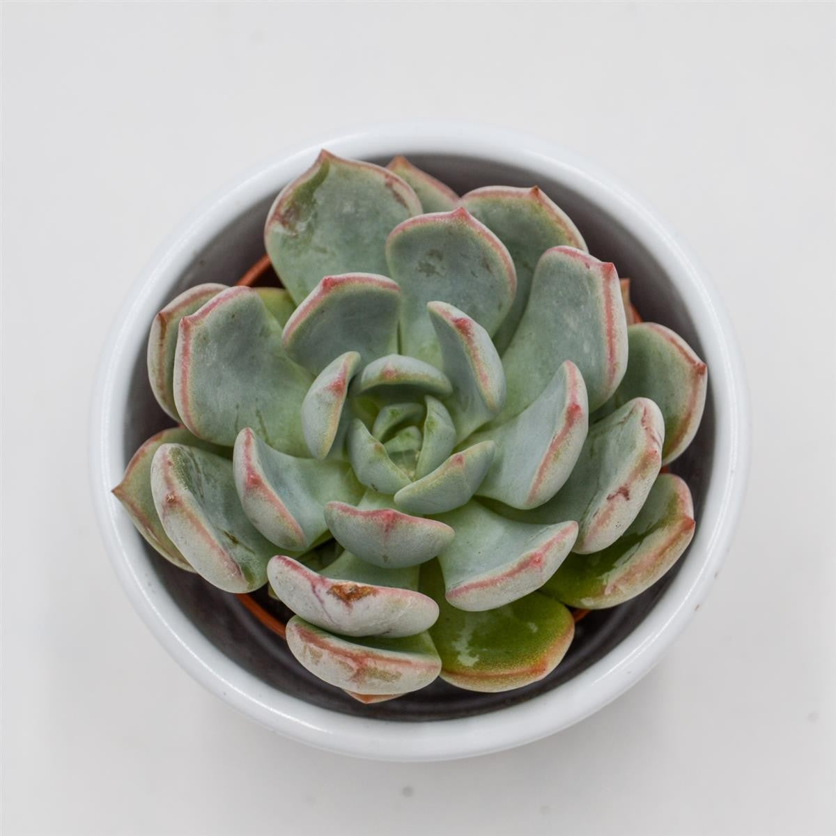 Echeveria Subcorymbosa Lau 026 - 5.5cm