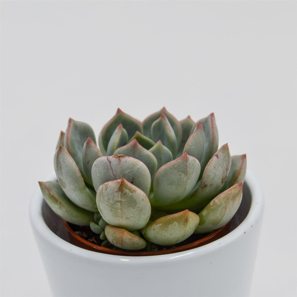 Echeveria Subcorymbosa Lau 026 - 5.5cm