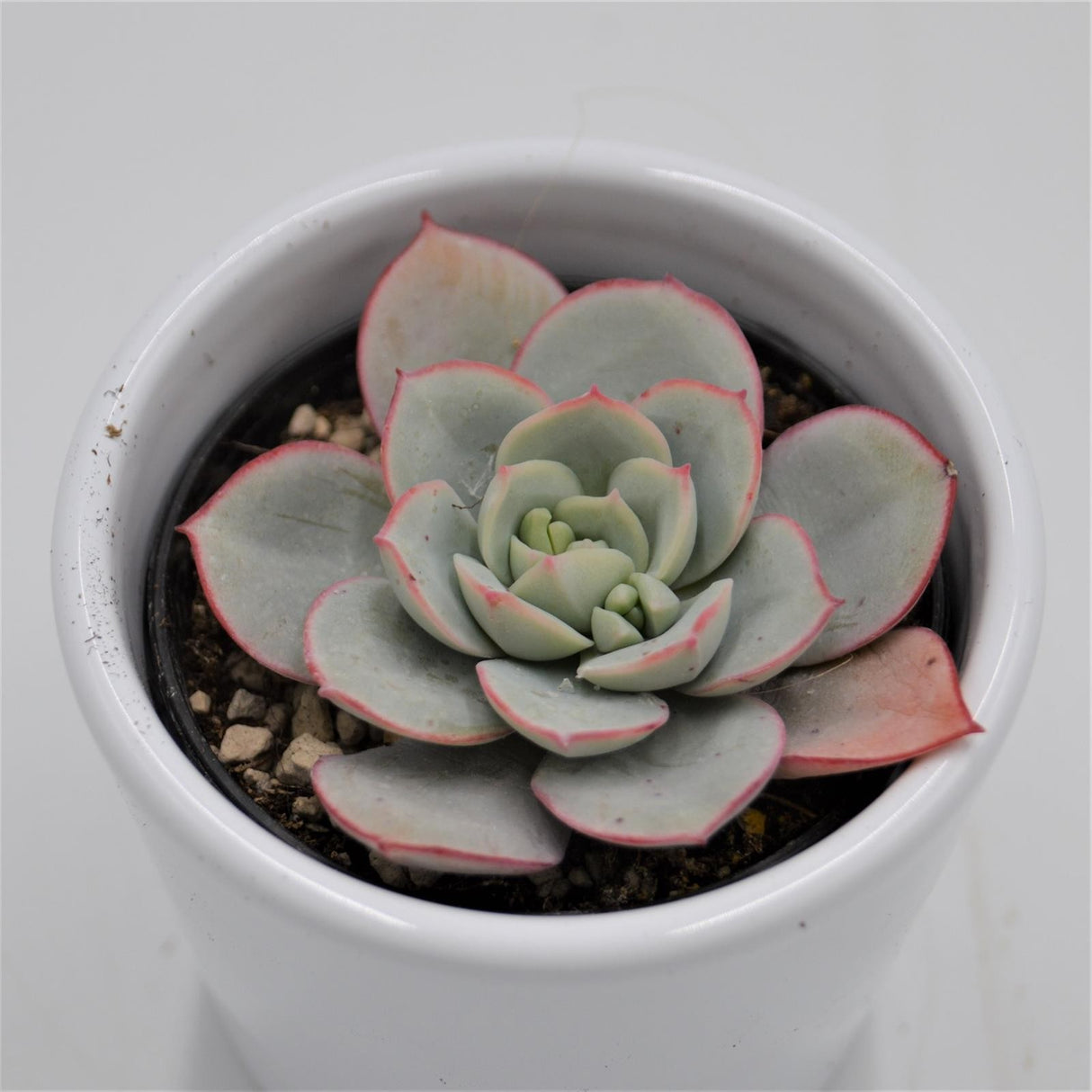 Echeveria Subcorymbosa Lau 026 - 5.5cm