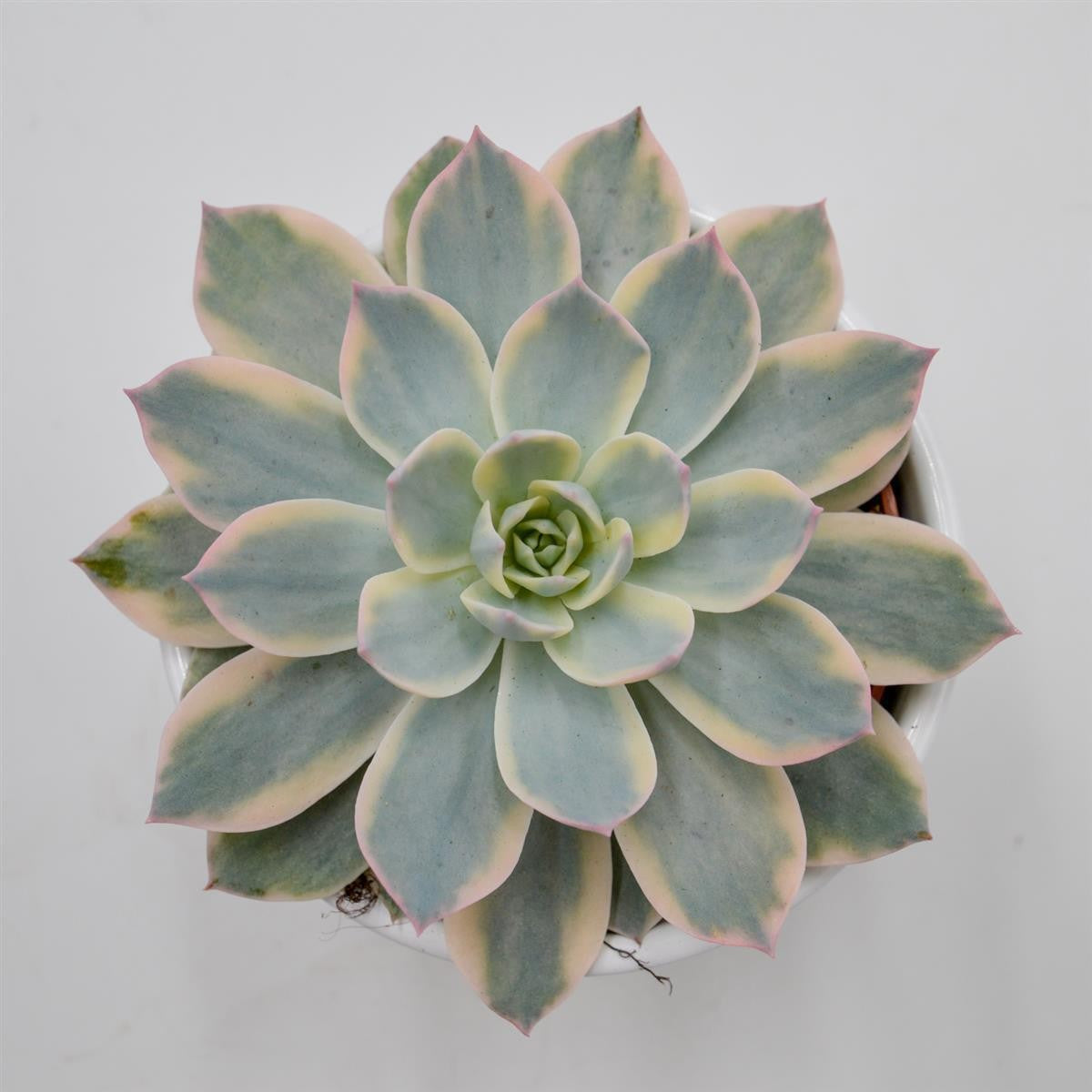 Echeveria subessilis f. variegata - 10.5cm