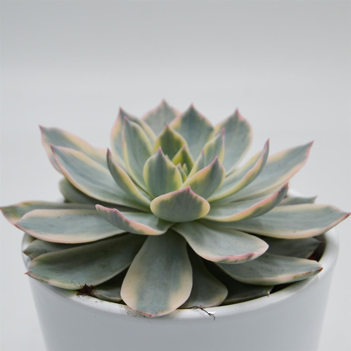 Echeveria subessilis f. variegata - 10.5cm