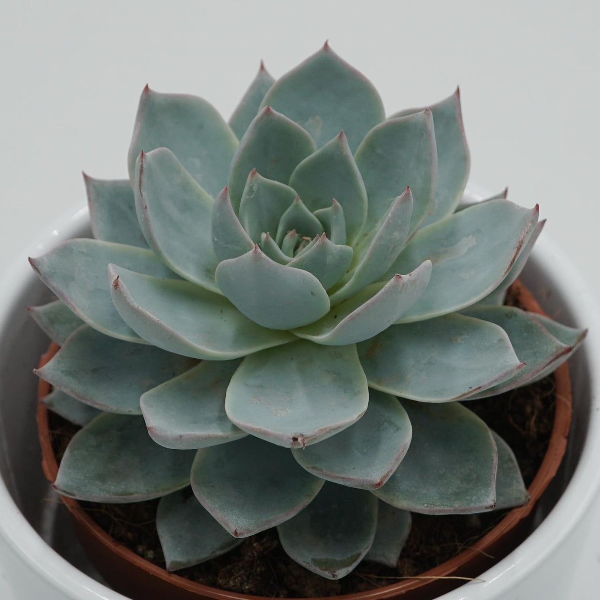 Echeveria subessilis - 8.5cm