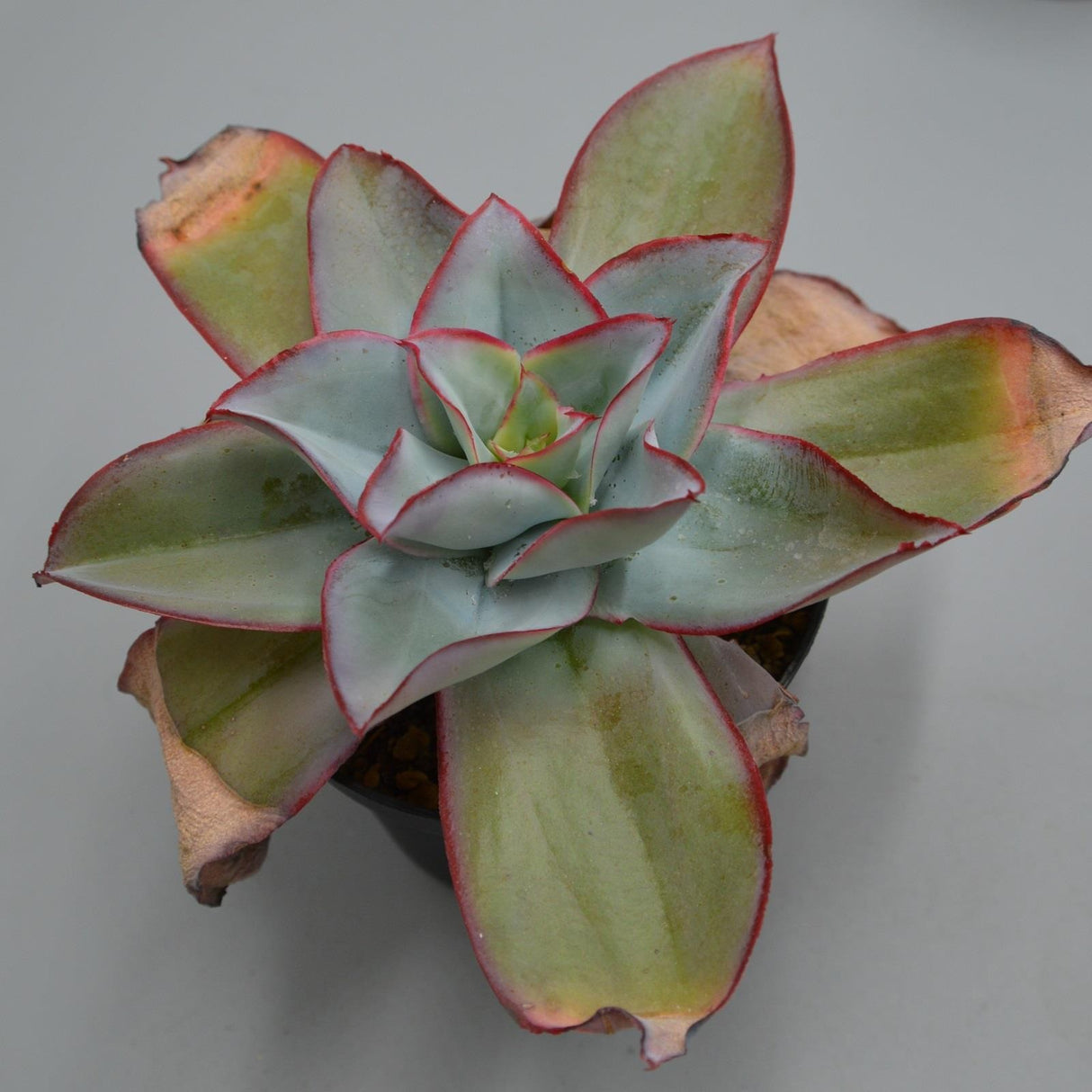 Echeveria subrigida - 12cm