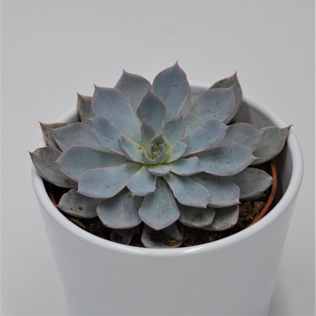 Echeveria subessilis - 10,5cm