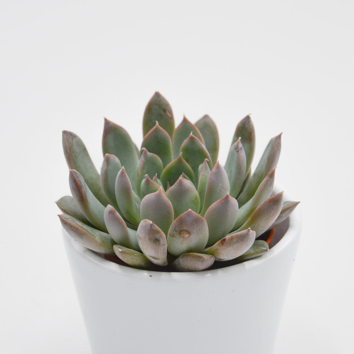 Echeveria Summer - 5,5cm