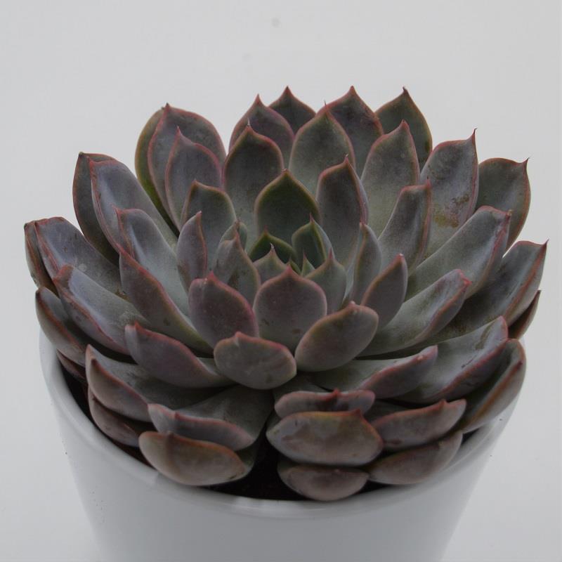 Echeveria Summer - 10.5cm