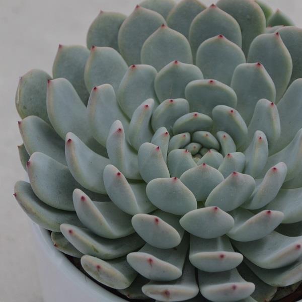 Echeveria Baena - 10.5cm