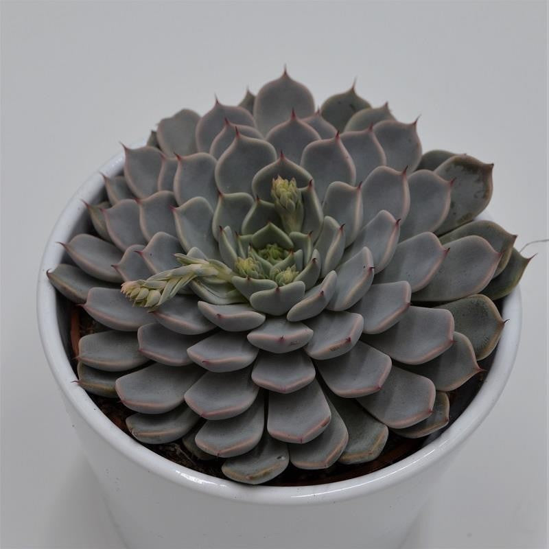 Echeveria cuspidata var. zaragoza Pink - 10.5cm