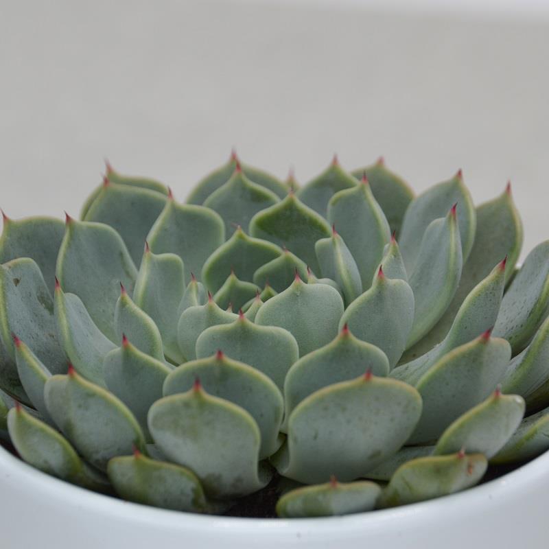 Echeveria texensis - 10.5cm