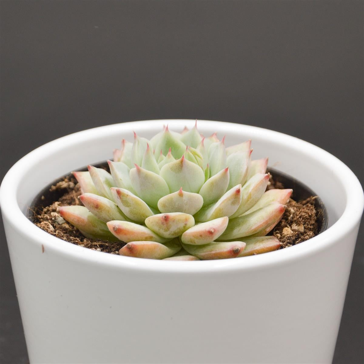 Echeveria Tippy - 6cm