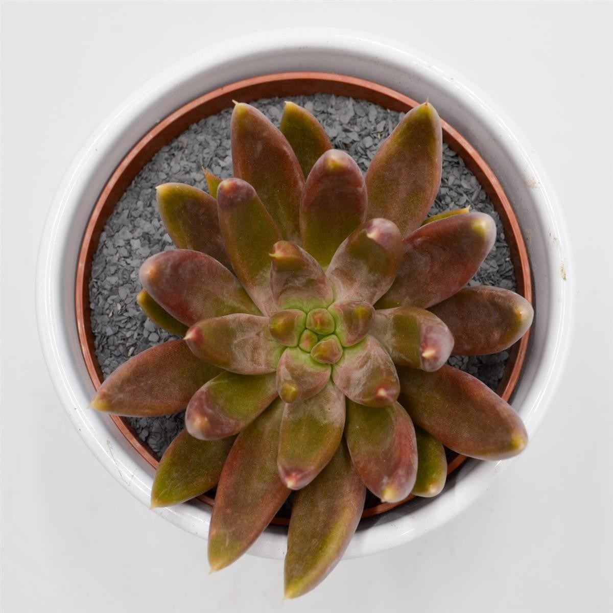 Echeveria tolimanensis Hybrid - 10.5cm