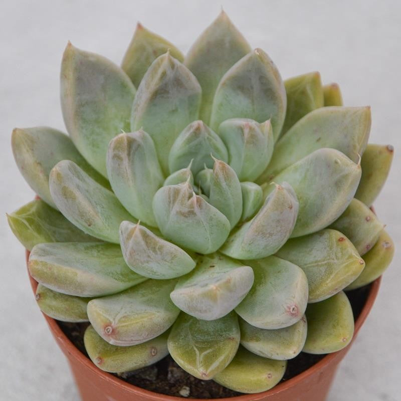 Echeveria tolimanensis - 5,5cm