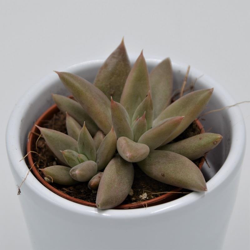 Echeveria tolimanensis - 5,5cm