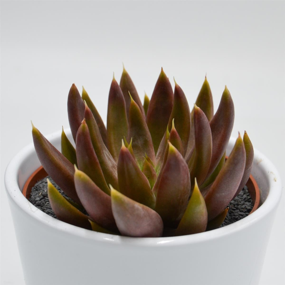 Echeveria tolimanensis Hybrid - 10.5cm