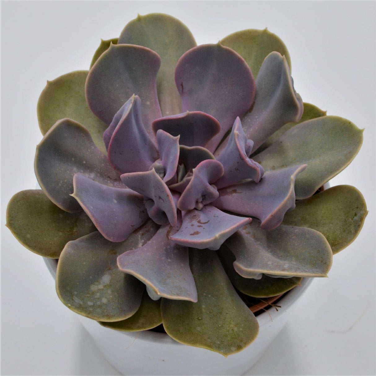 Echeveria Trompette - 12cm