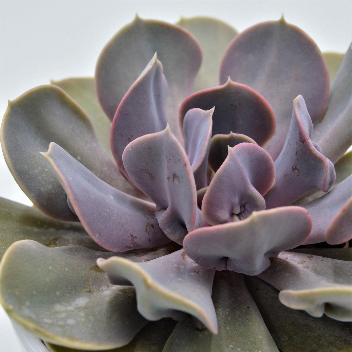 Echeveria Trompette - 12cm