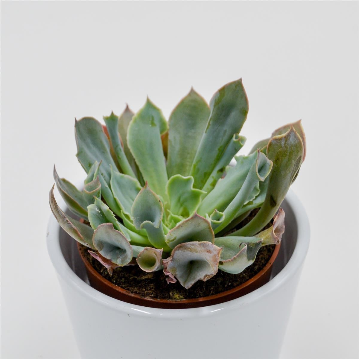 Echeveria Trumpet Pinky - 8.5cm