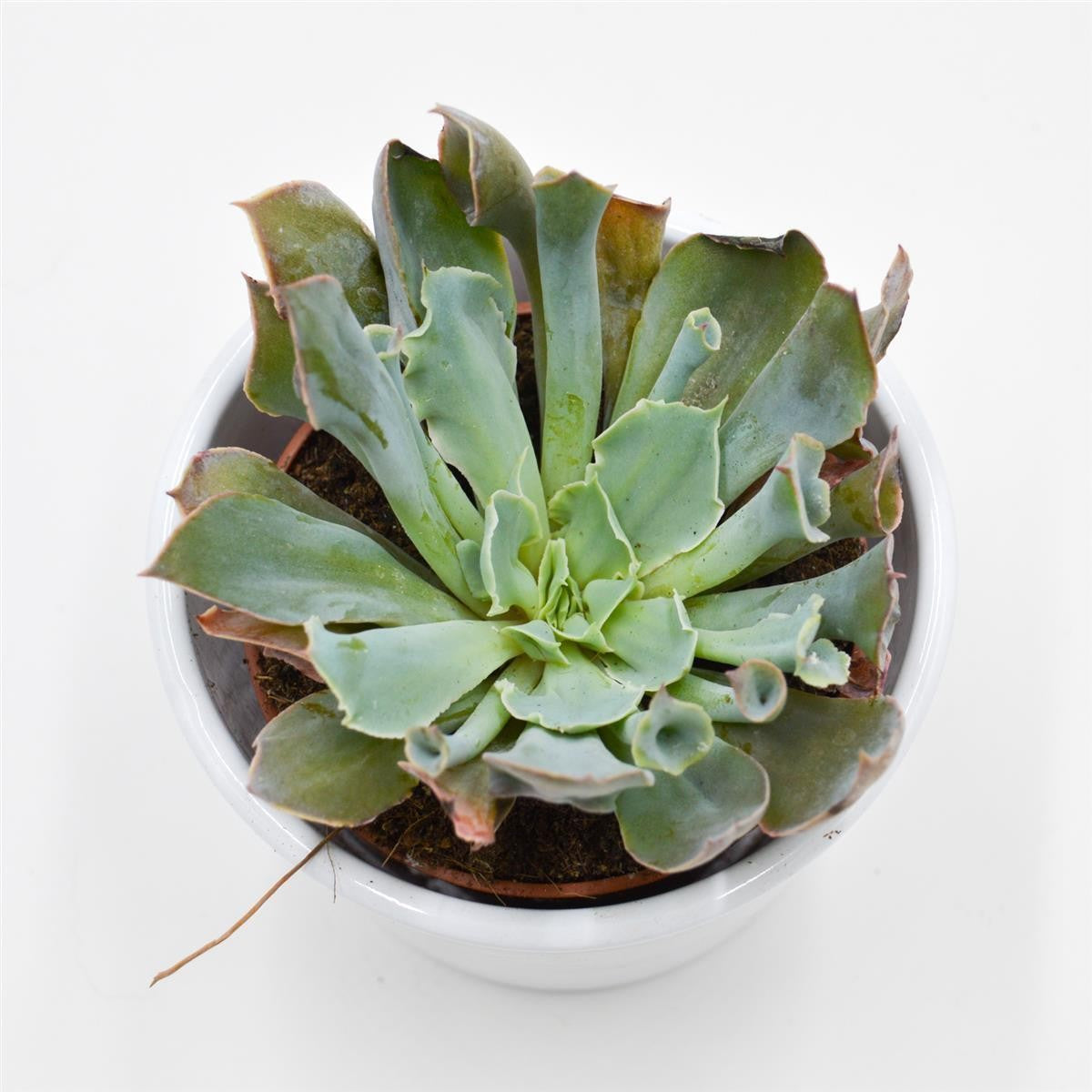 Echeveria Trumpet Pinky - 8.5cm