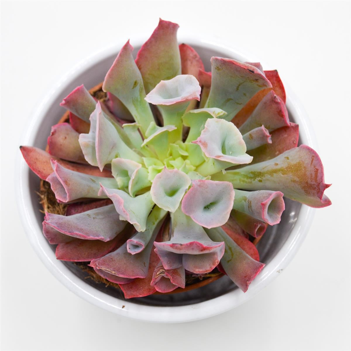 Echeveria Trumpet Pinky Short - 8.5cm