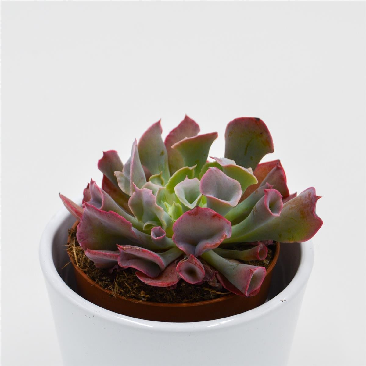 Echeveria Trumpet Pinky Short - 8.5cm