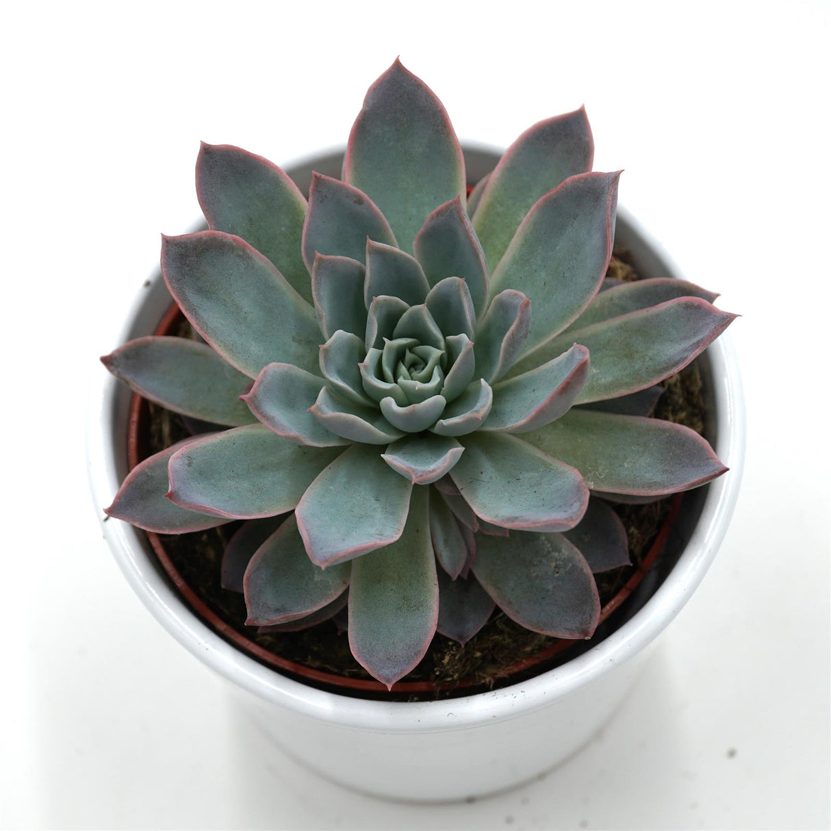 Echeveria Violet Queen - 10,5cm
