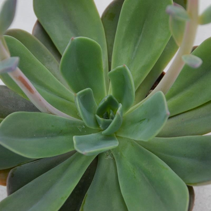 Echeveria Blue Prince - 10.5cm