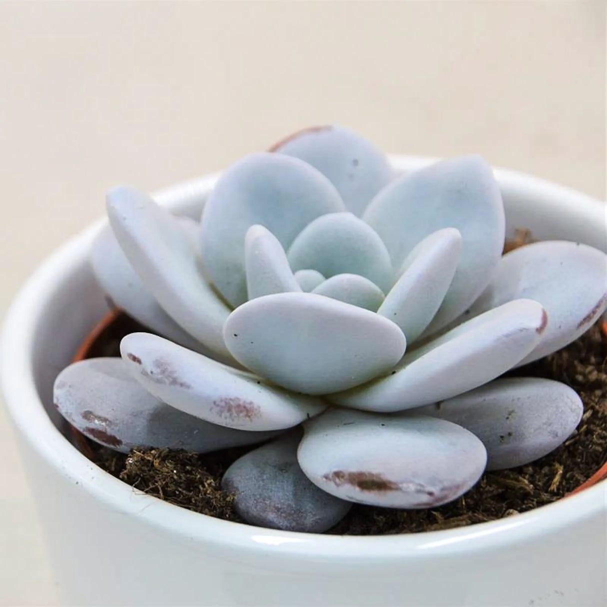 Echeveria laui - 8.5cm