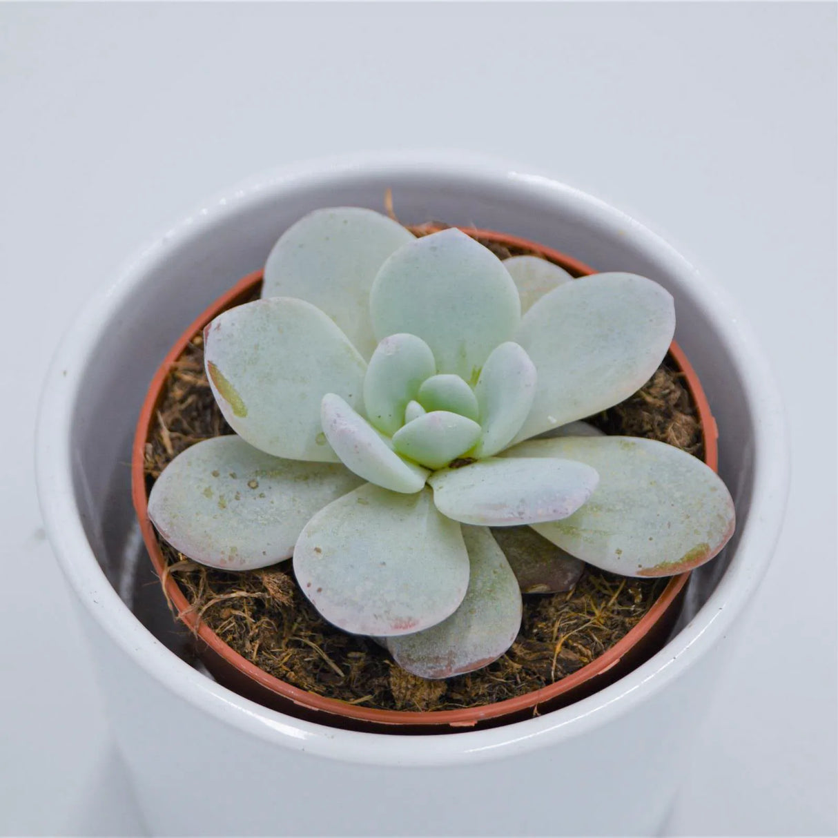 Echeveria laui - 8.5cm