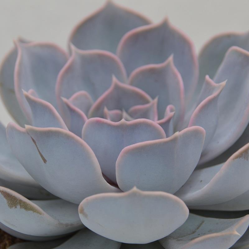 Echeveria lilacina - 10.5cm