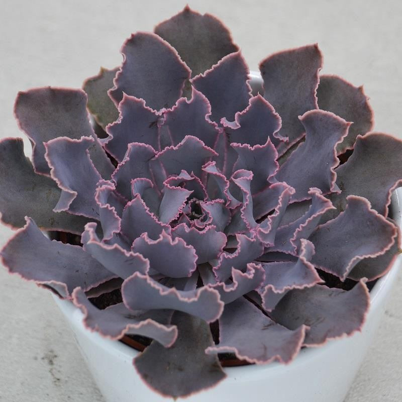 Echeveria shaviana Pink Frills - 10.5cm