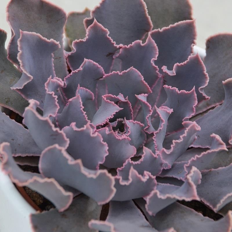 Echeveria shaviana Pink Frills - 10.5cm