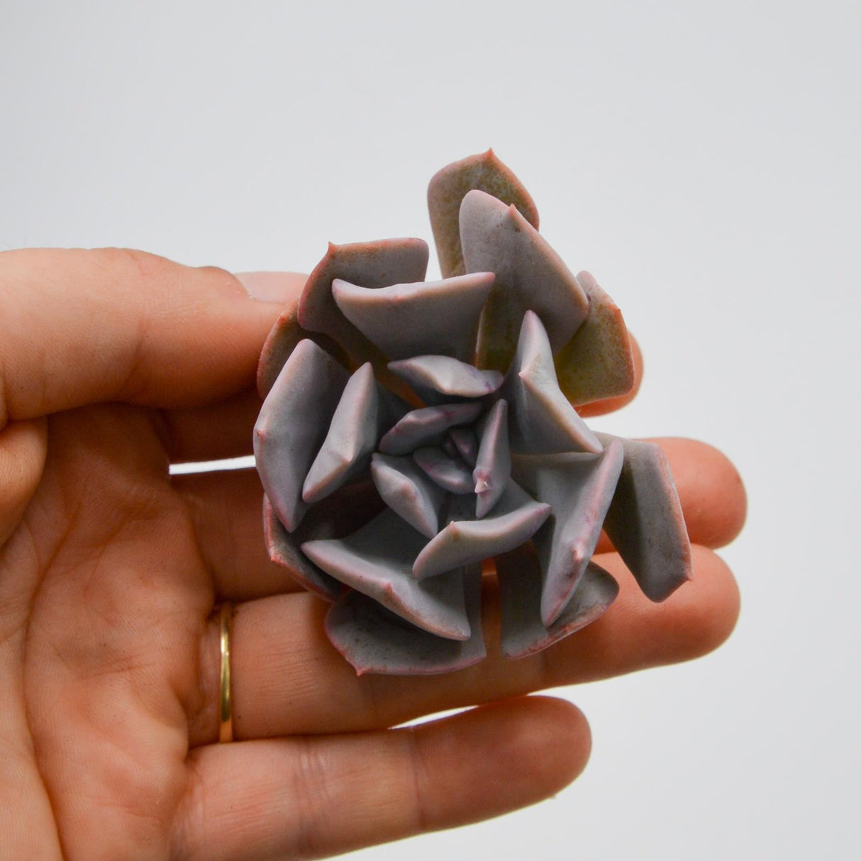 Echeveria Riviera