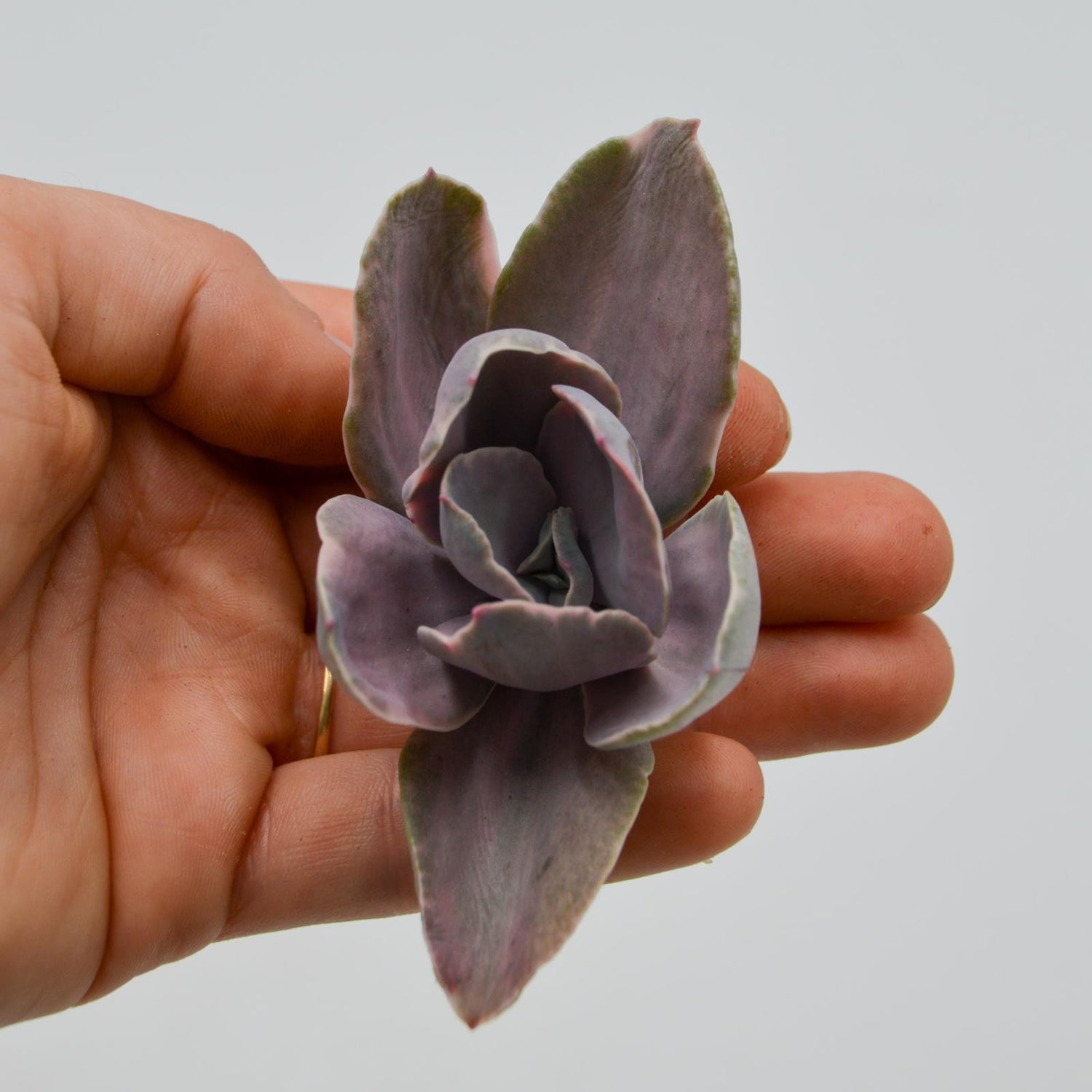 Echeveria decora var. variegata