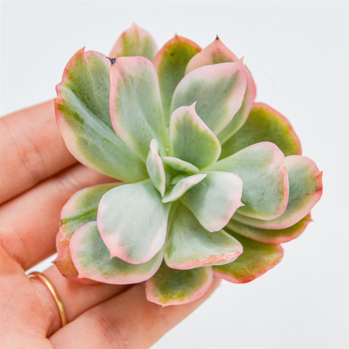 Echeveria Lemon Rose f. variegata