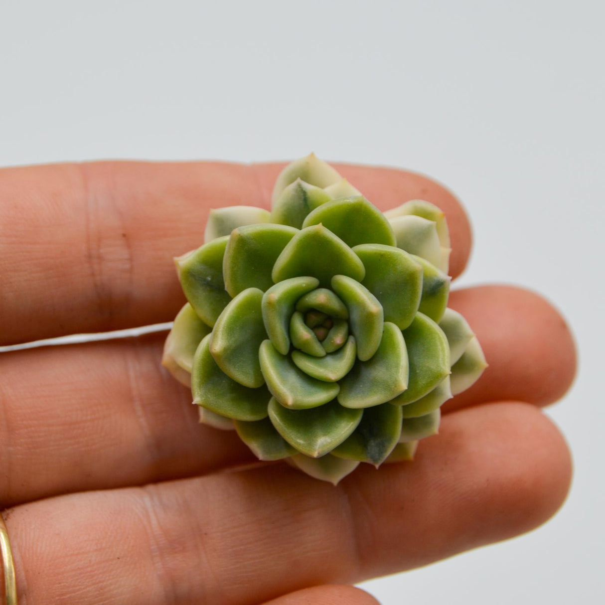 Echeveria Tinkerbell variegated form
