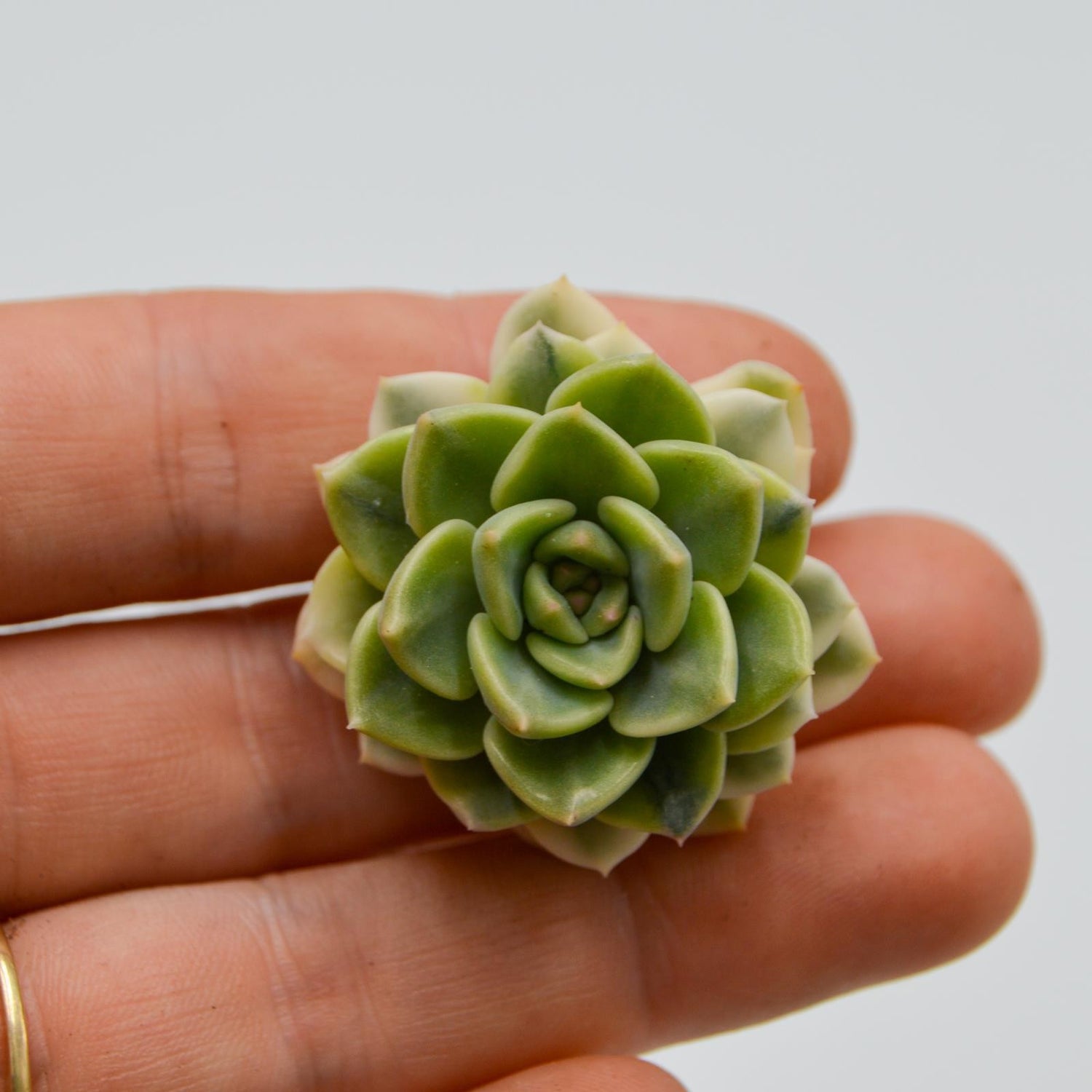 Echeveria Tinkerbell variegated form
