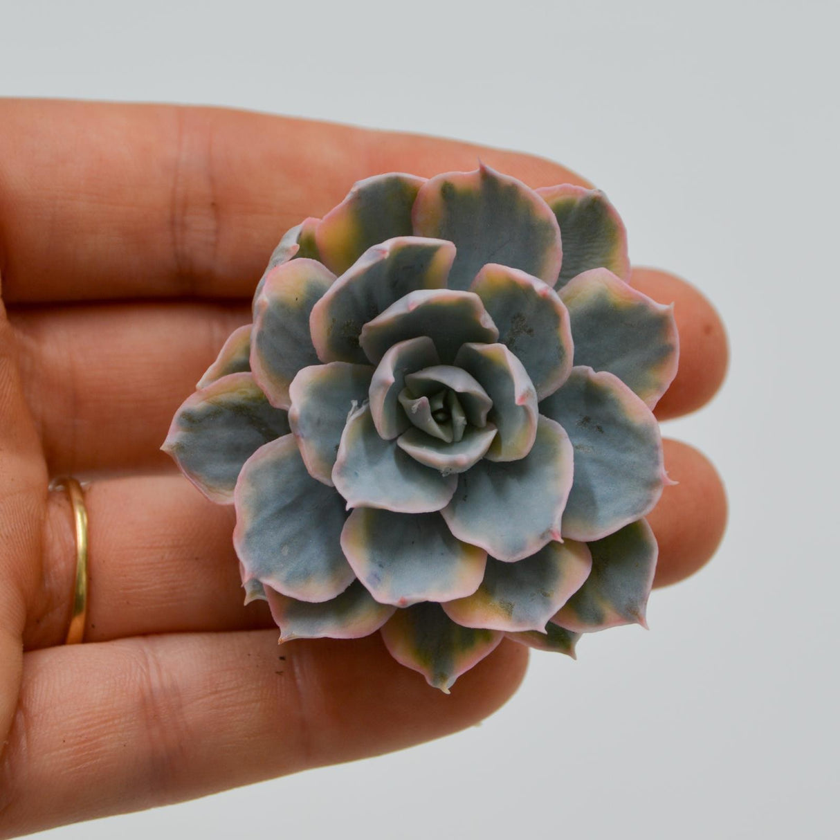 Echeveria subessilis var. variegata